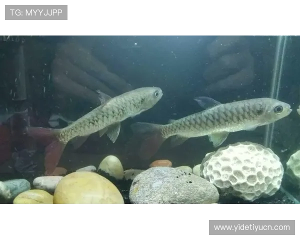 博鱼官网官网常见问题解答与客服支持，帮助玩家解决使用中的各种疑难问题